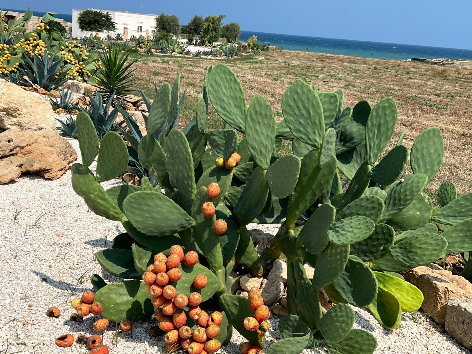 Masseria Ostuni Mare Agri Resort מראה חיצוני תמונה